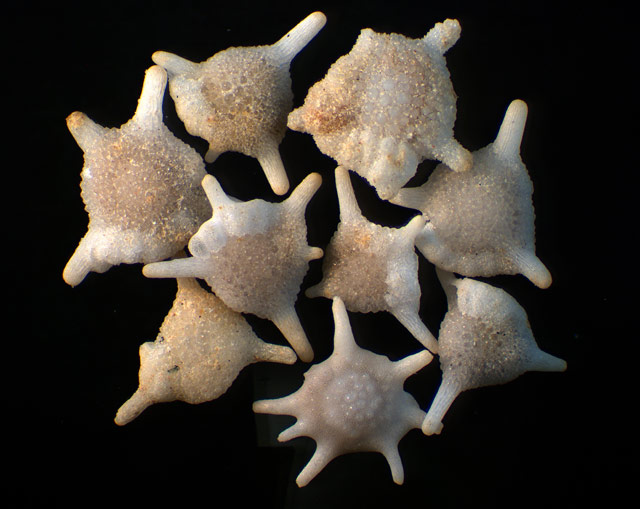 foraminifera