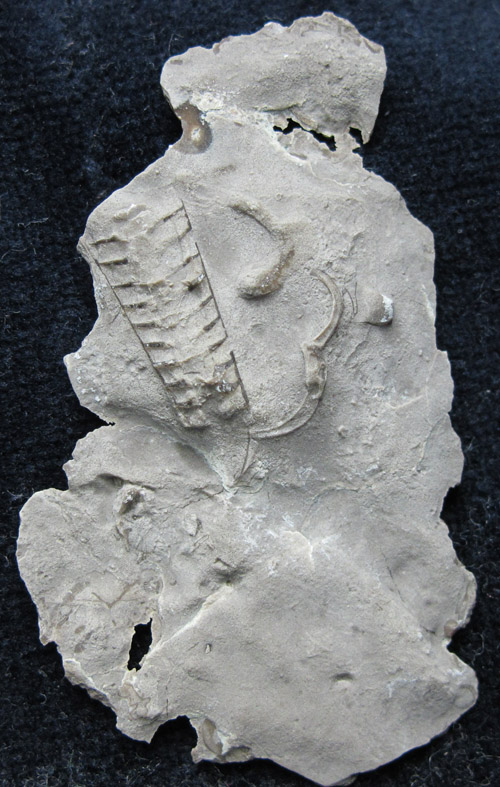 fossil6