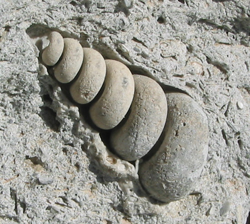 fossils