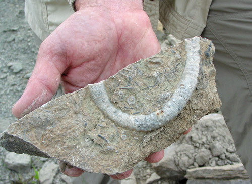 fossil