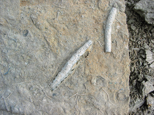 fossil