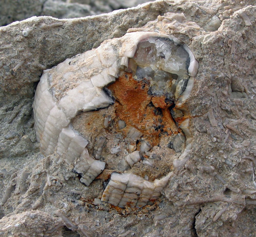 fossil