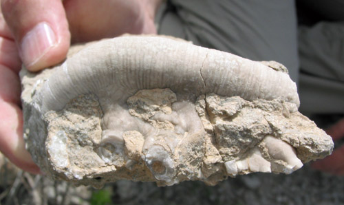 fossil