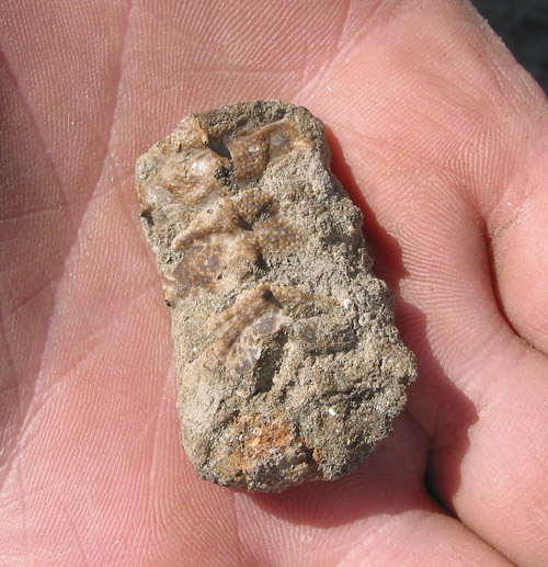 fossil