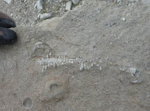 fossil