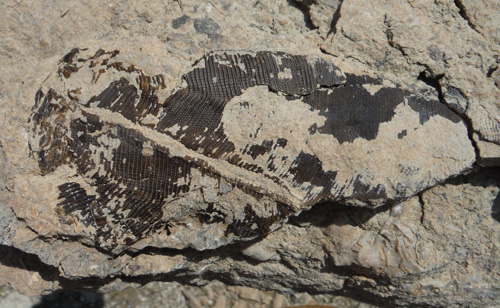 fossil