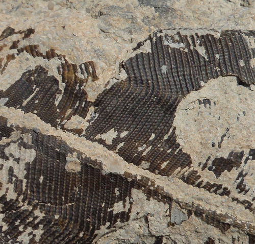 fossil