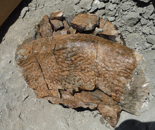 fossil