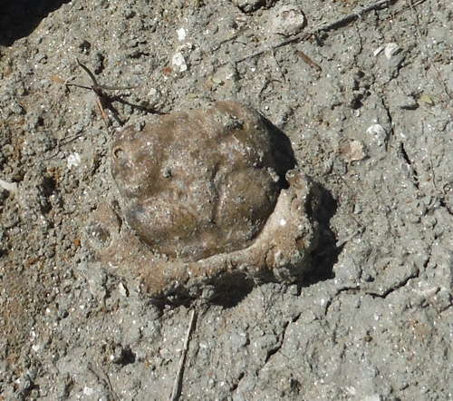 fossilcrab