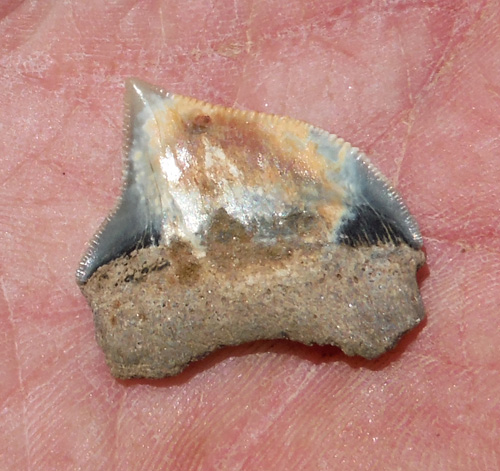 fossil