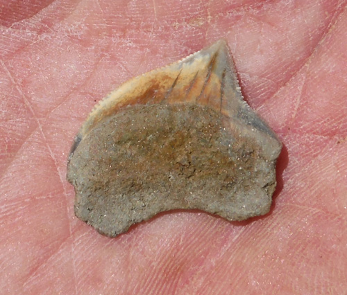 fossil