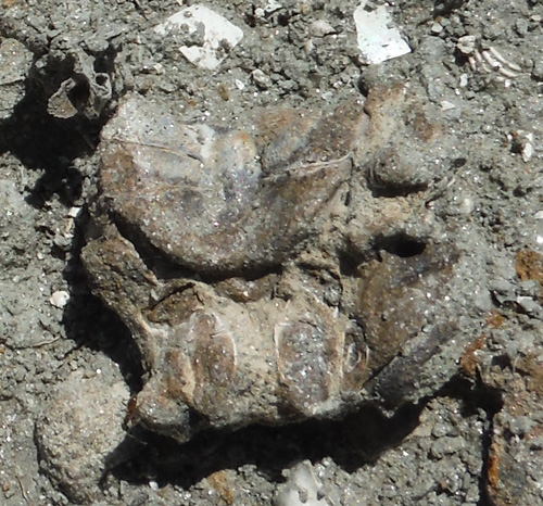 fossil