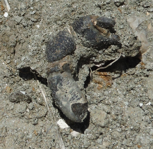 fossil