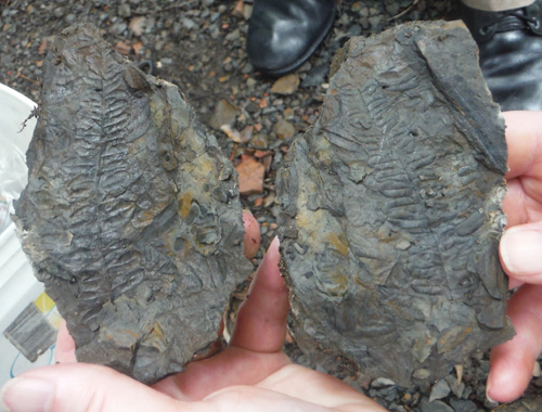 fernfossil