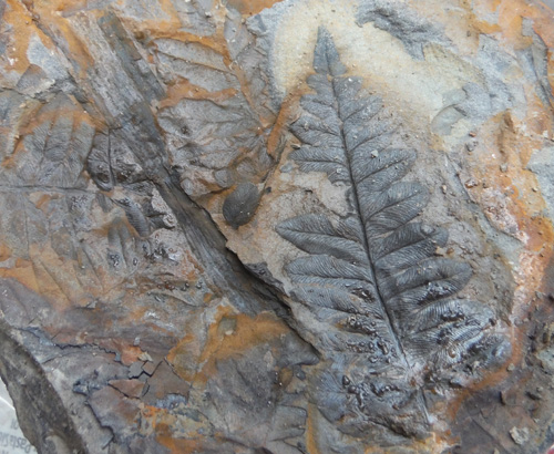 fernfossil