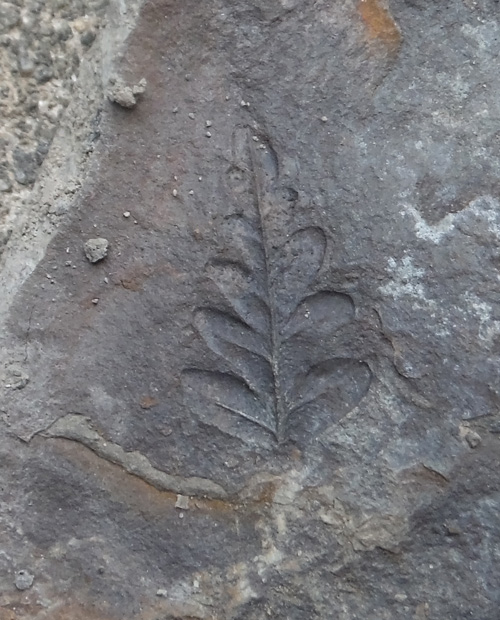 fernfossil