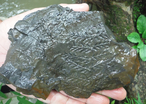 fernfossil