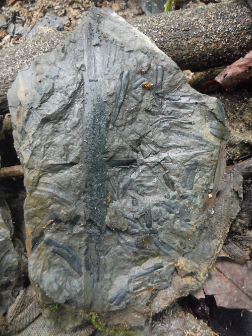 fernfossil