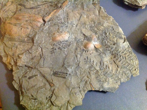 fossils