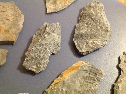 fossils