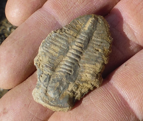 fossils