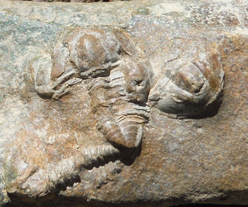 fossils