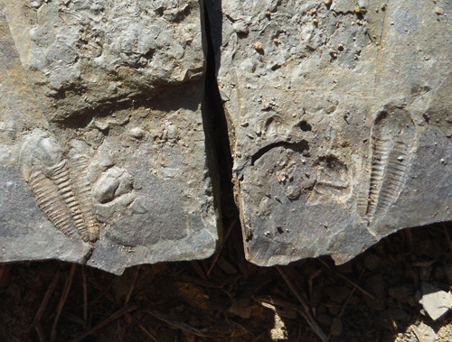 fossils