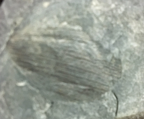 fossils