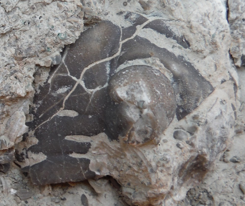 fossil