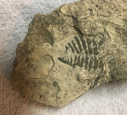 fossil