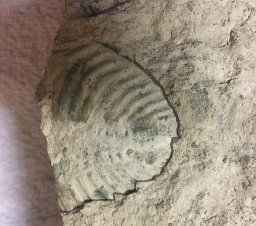 fossil