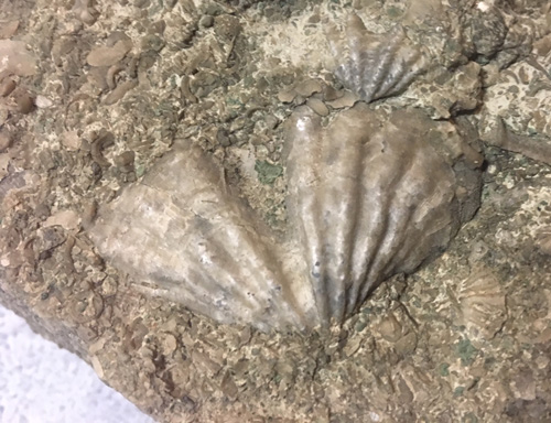 fossil