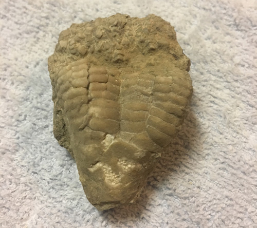 trilobite