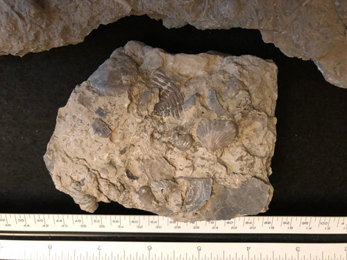 fossil