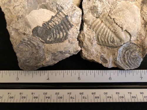 fossil