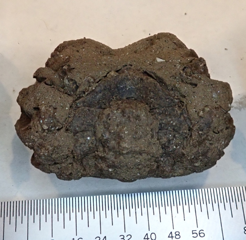 fossil