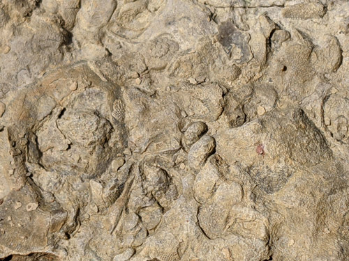 fossil