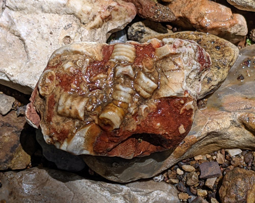 fossil