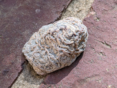 beekite